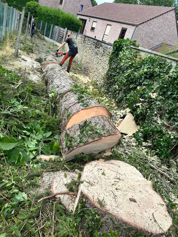 abattage-d-arbre-DMP-service